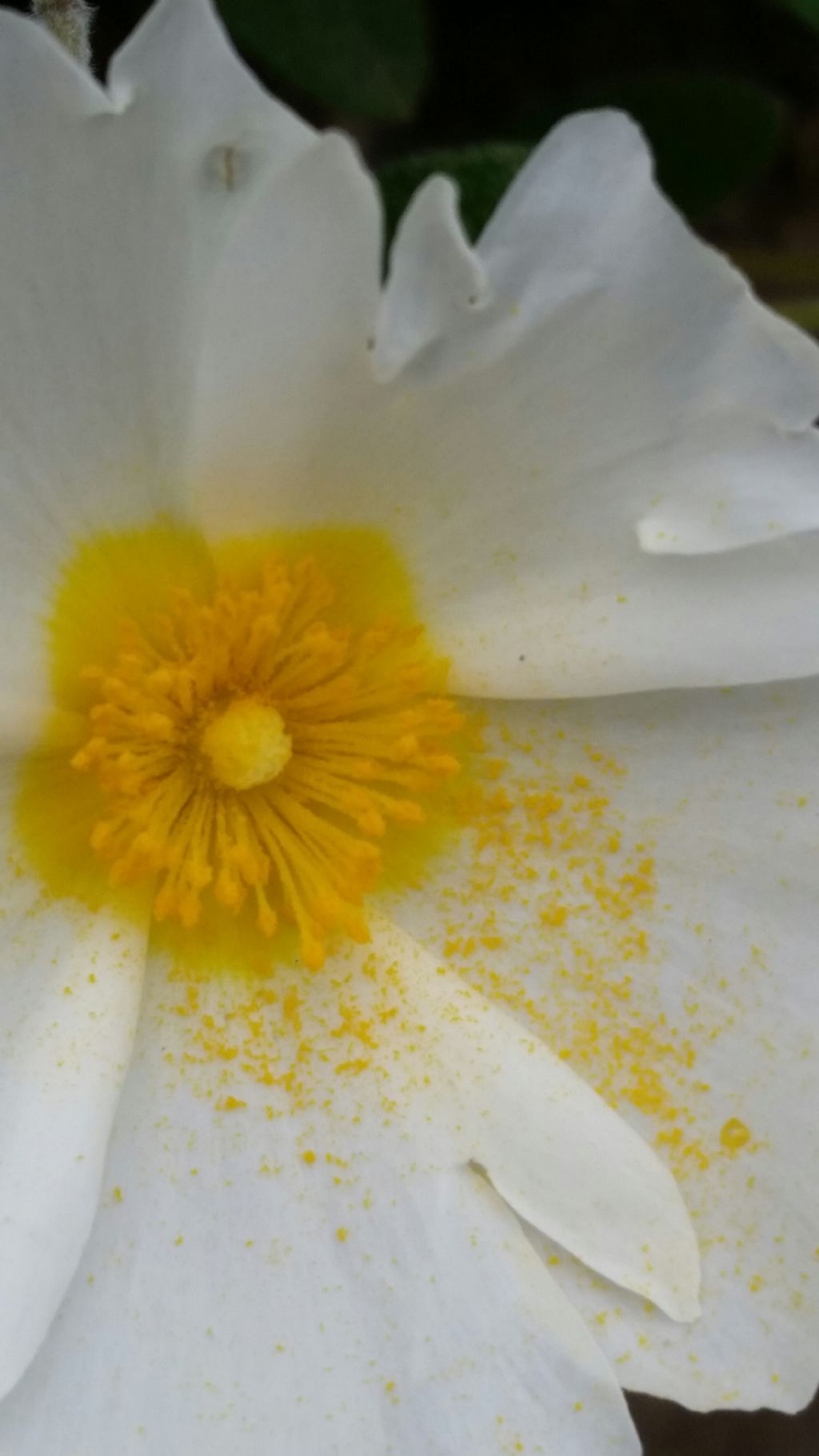 Cistus salviifolius L. (Cistaceae)